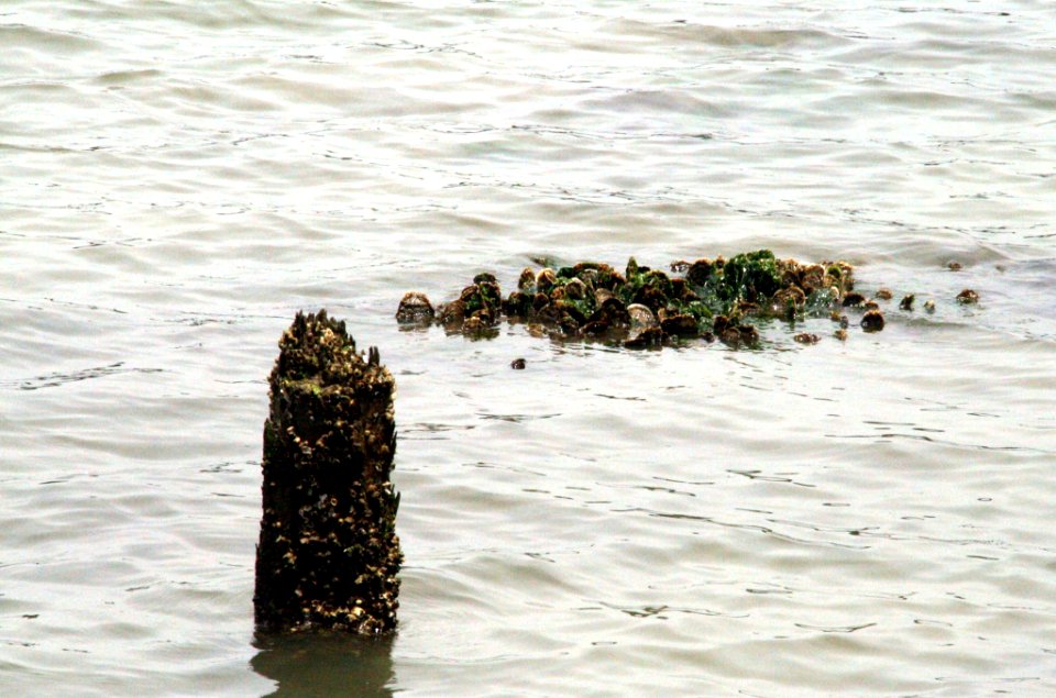 Clean the Bay Day 2016 (26831688774)