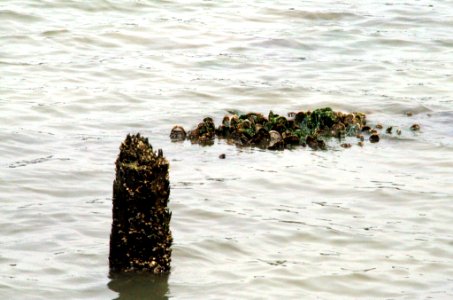 Clean the Bay Day 2016 (26831688774)
