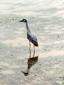 Clean the Bay Day 2016 (27164296010)