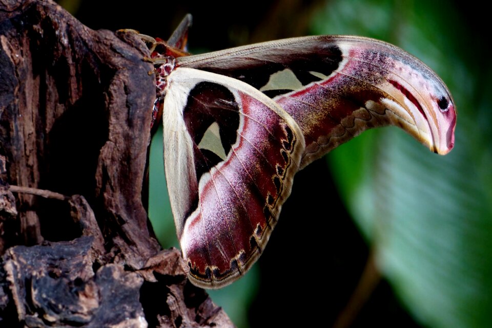 Butterfly tropical close up
