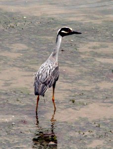 Clean the Bay Day 2016 (26833514833)