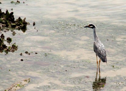 Clean the Bay Day 2016 (26831688224)