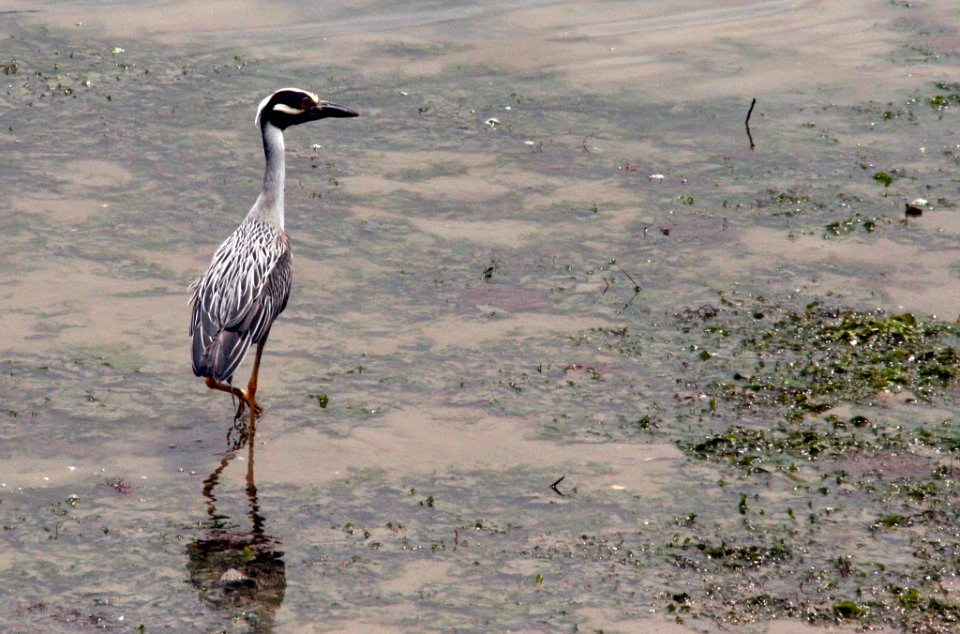 Clean the Bay Day 2016 (26833515093)