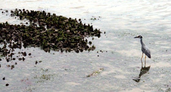 Clean the Bay Day 2016 (26833513903)