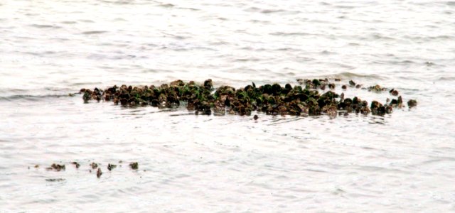 Clean the Bay Day 2016 (26833515363)
