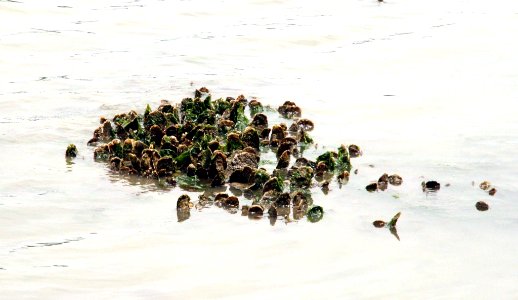 Clean the Bay Day 2016 (27369000281)