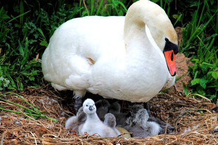 Swan kücken nest water bird photo