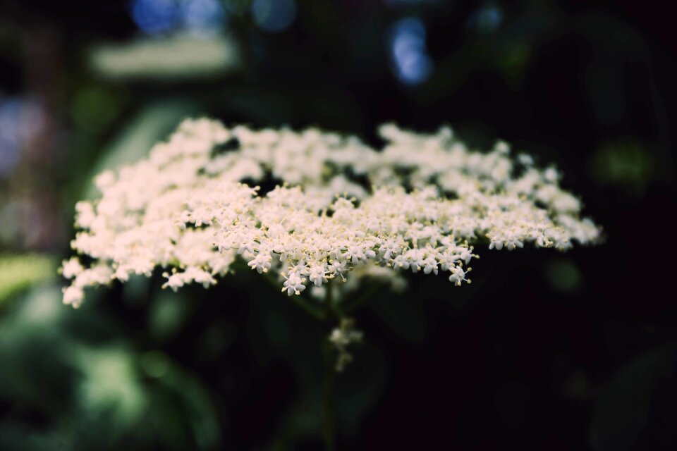 White flower nature