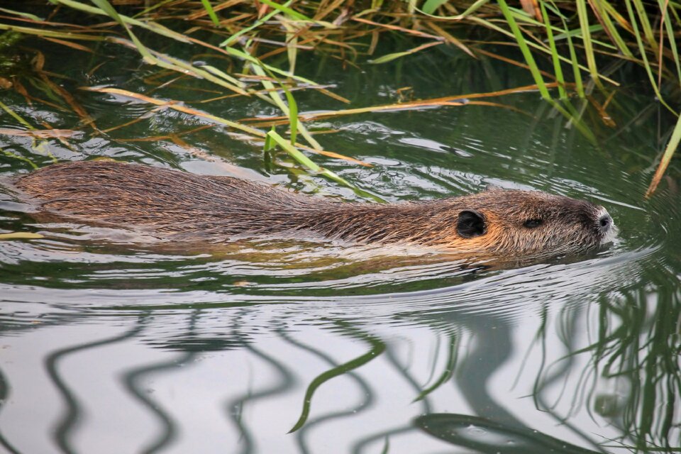 Waters animal mammal