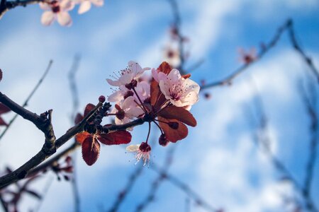 Spring balearic islands nature photo