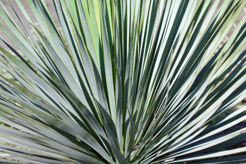 Cactus background yucca