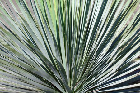 Cactus background yucca