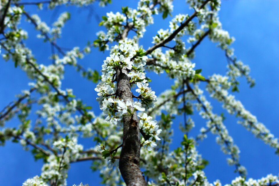 Branch current season flower