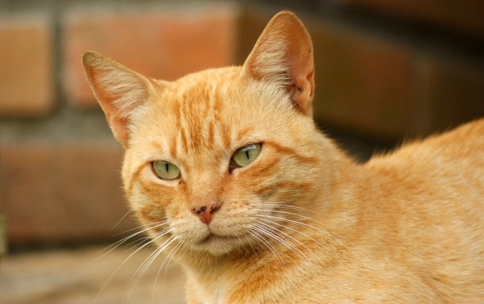 Animal cat domestic