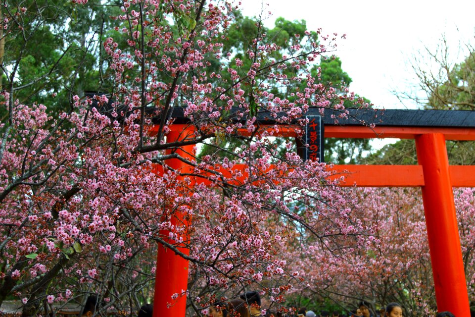 Blossom arch spring