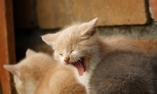 Cats drink domestic mammal photo