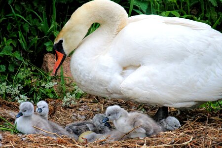 Swan kücken nest water bird photo