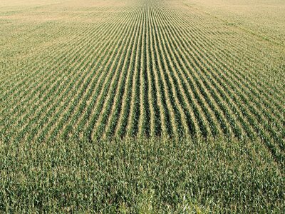 Agriculture field food photo