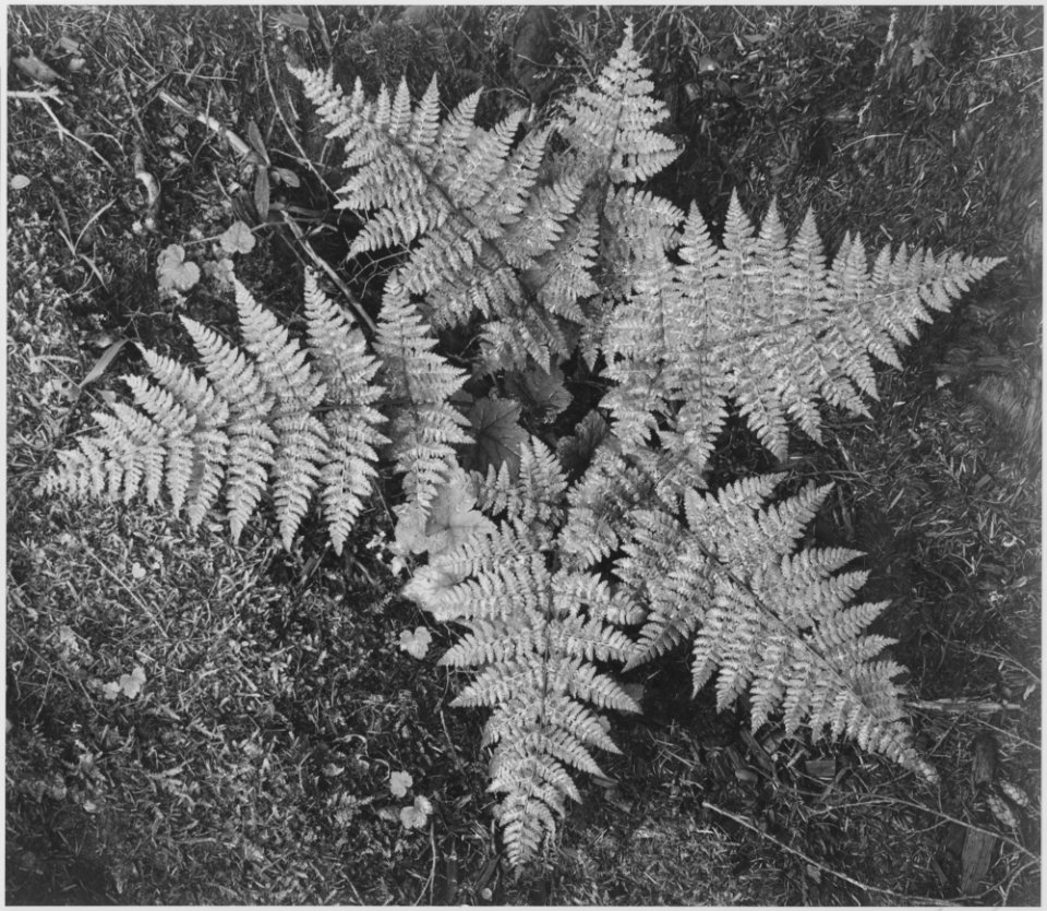 Close-up of ferns, from directly above, In Glacier National Park, Montana., 1933 - 1942 - NARA - 519878