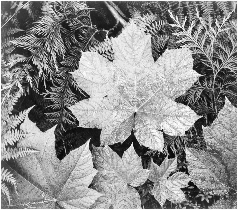 Close-up of leaves, from directly above, In Glacier National Park, Montana., 1933 - 1942 - NARA - 519877