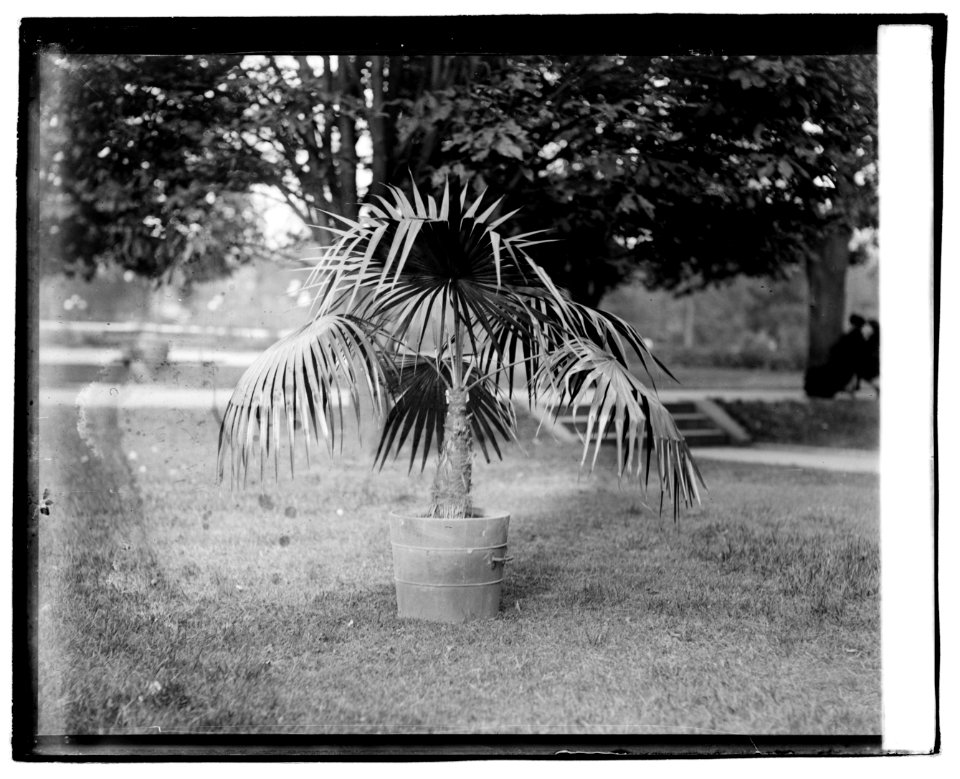 Cloth Palm, botanical garden LCCN2016829084