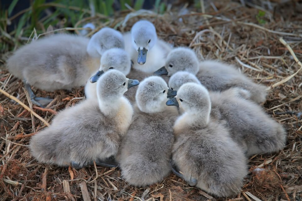 Swan kücken nest water bird