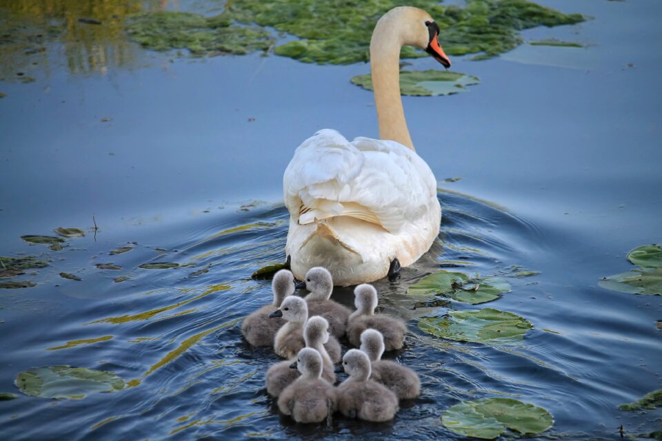 Water bird waters swim photo