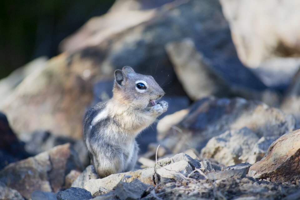Rodent small creature