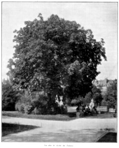 Clément Maurice Paris en plein air, BUC, 1897,048 Une allée du Jardin des Tuileries