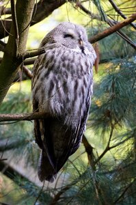 Bird forest dwellers bill