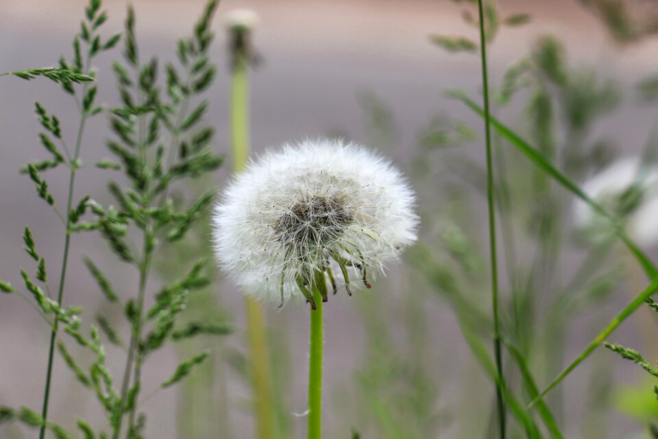 Seeds flower nature