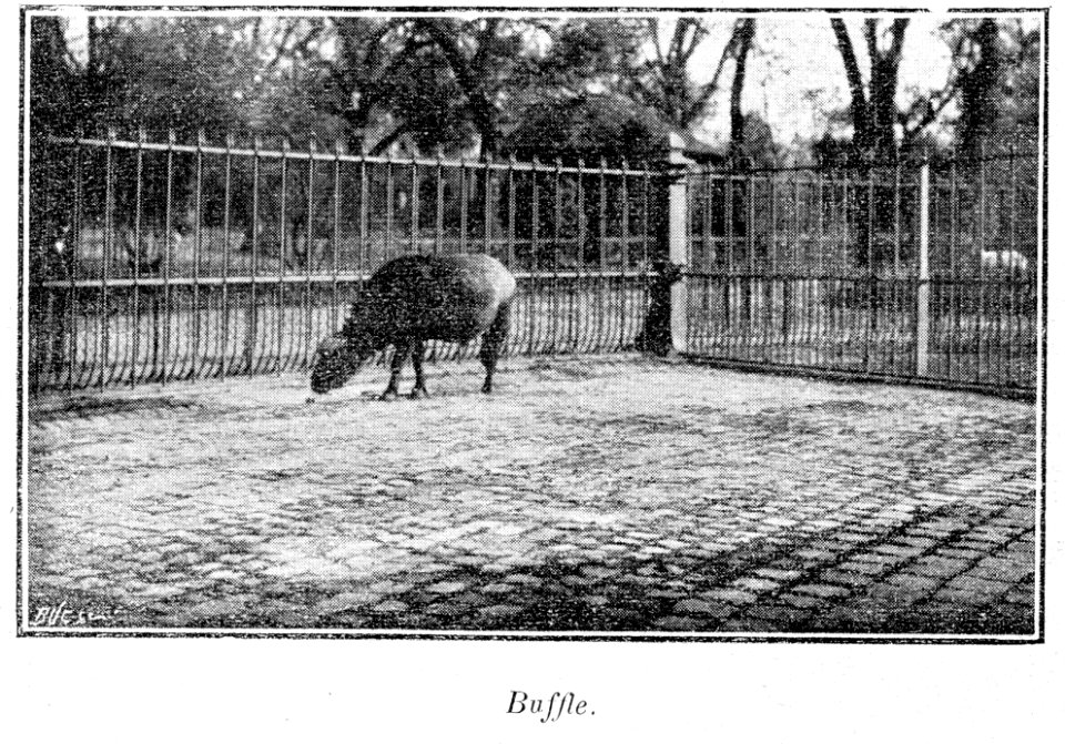 Clément Maurice Paris en plein air, BUC, 1897,136 Buffle