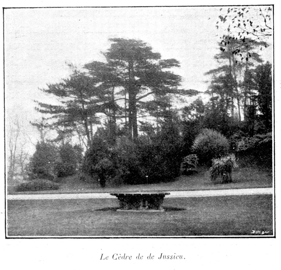 Clément Maurice Paris en plein air, BUC, 1897,128 Le Cèdre de de Jussieu
