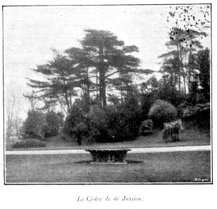 Clément Maurice Paris en plein air, BUC, 1897,128 Le Cèdre de de Jussieu photo