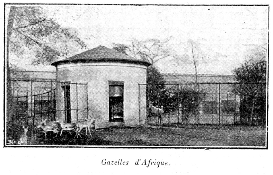 Clément Maurice Paris en plein air, BUC, 1897,135 Gazelles d'Afrique