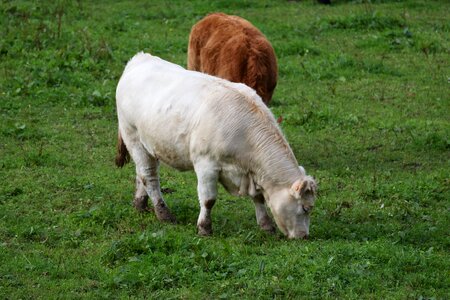 Prairie field milk