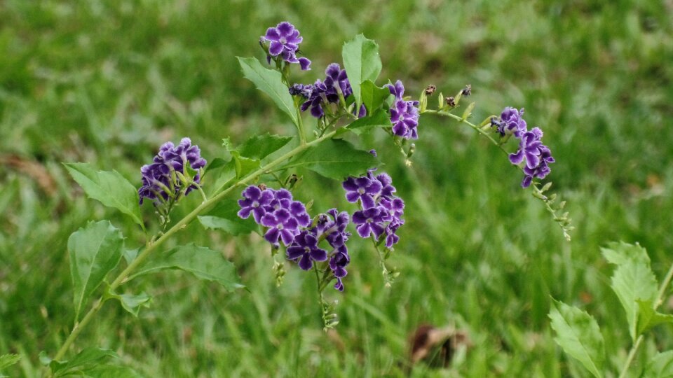 Flower garden purple photo