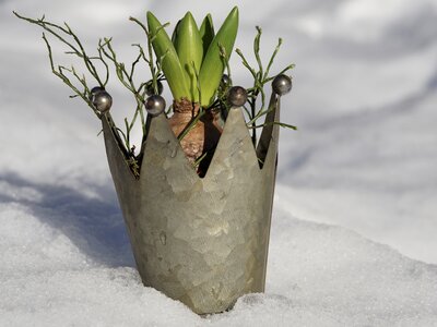 Snow still life growth photo