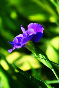 Flower summer light