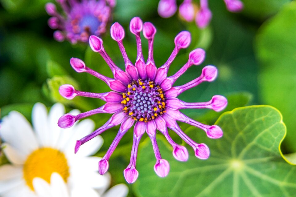 Nature shape purple