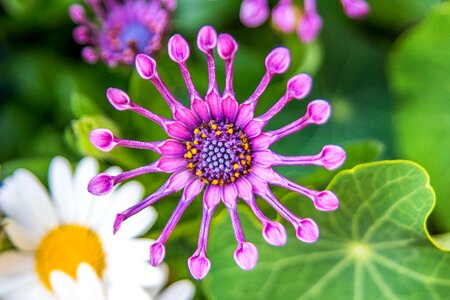 Nature shape purple