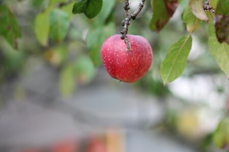 Apples nature red