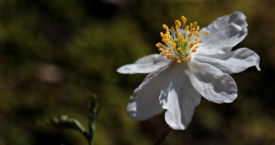 Nature plant white