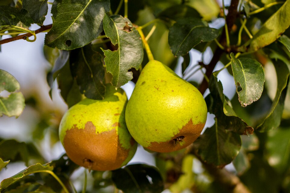 Fruit nutrition fruits