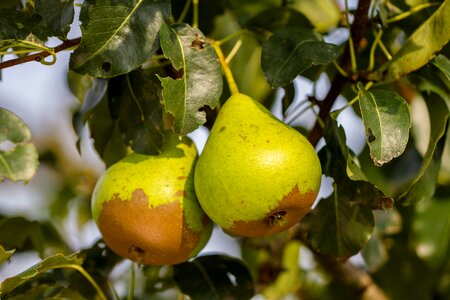 Fruit nutrition fruits
