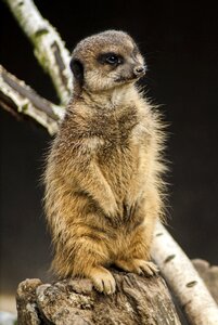 Portrait animals at the court of