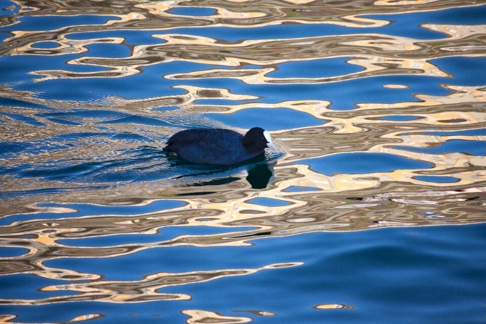 Water bird lake water