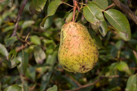 Rust scab fruit