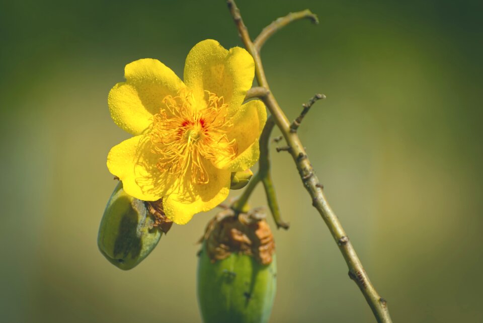 Brazil spring flower