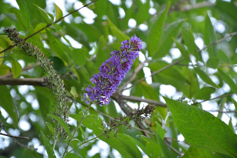 Plant nature purple flowers